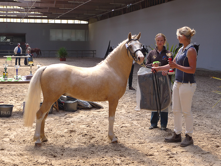 Brynbella Golden Boy - ph. Marion Lestelle