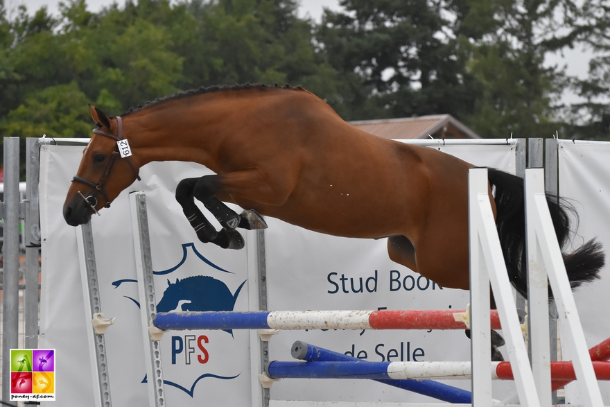 Emeraude du Pinson - ph. Poney As