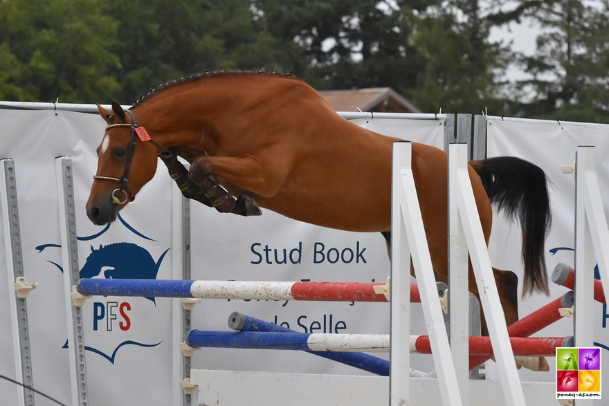 Eveil de Bechevel - ph. Poney As