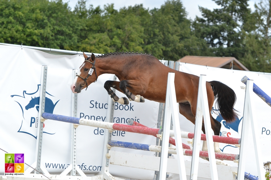 Flocky de la vallée - ph. Poney As