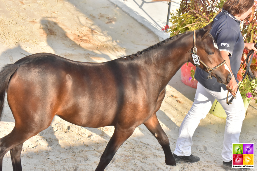 Galipette Risloise - ph. Poney As