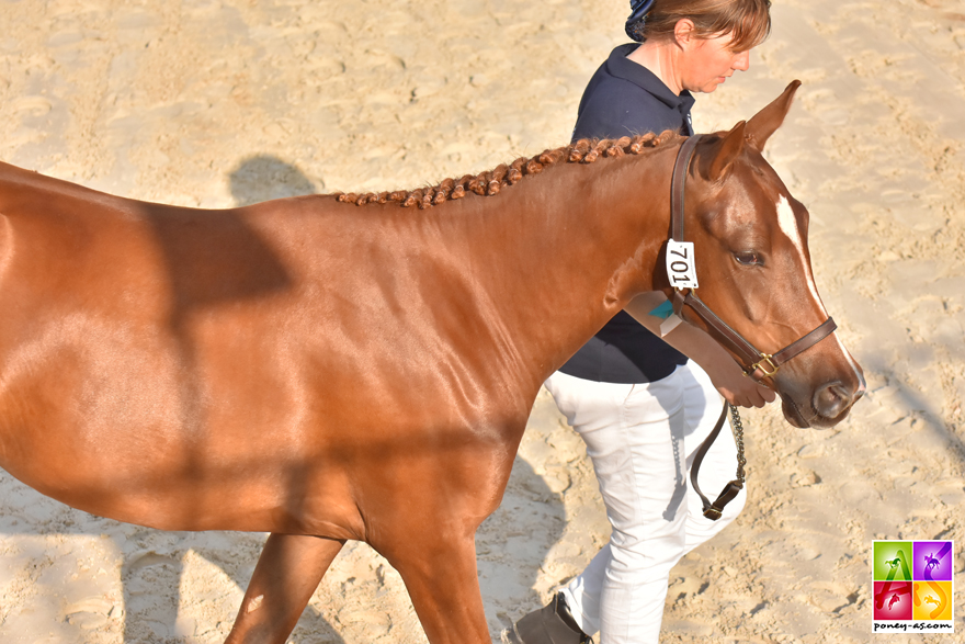 Galla Normande - ph. Poney As