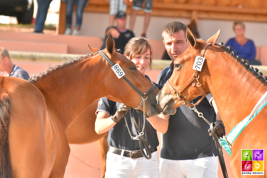 Genoise et Goyave de la Scye - ph. Poney As