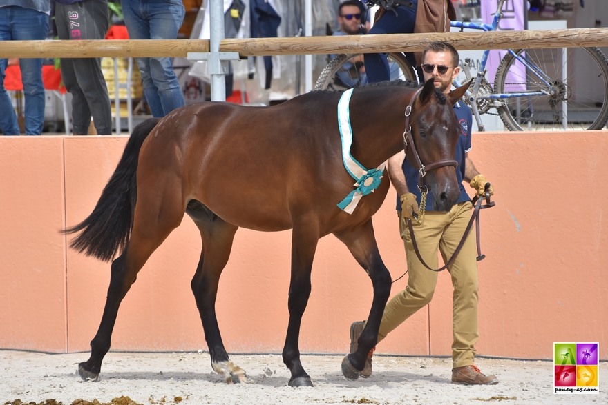 Gout du Risk au Pena - ph. Poney As