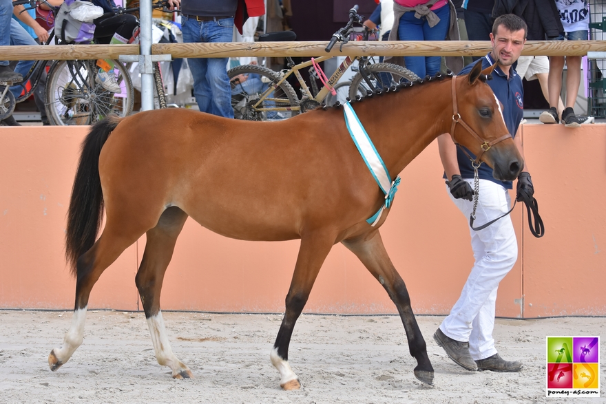 Goyave de la Scye - ph Poney As