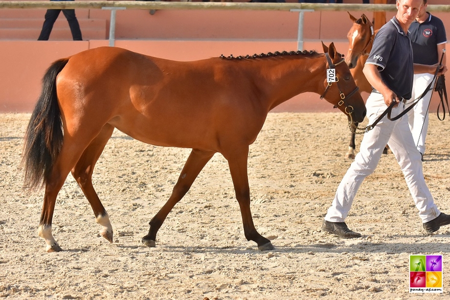 Guest Star Risloise - ph. Poney As