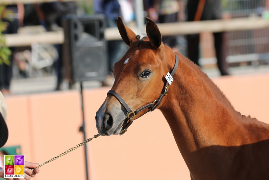 Hold Up des Charmes - ph. Judith's Art