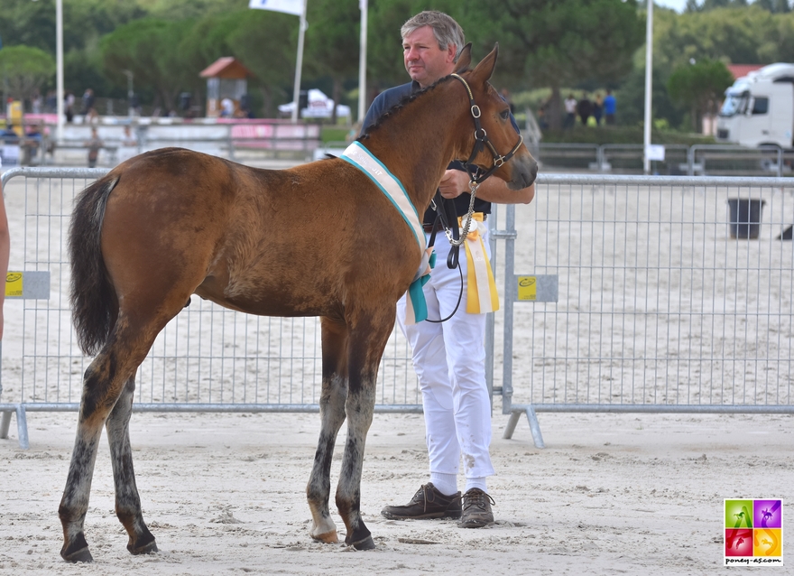 Houla Hop de Brenus - ph. Poney As